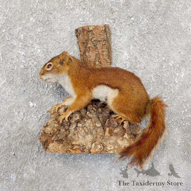 Red Squirrel Life-Size Mount For Sale #19813 @ The Taxidermy Store