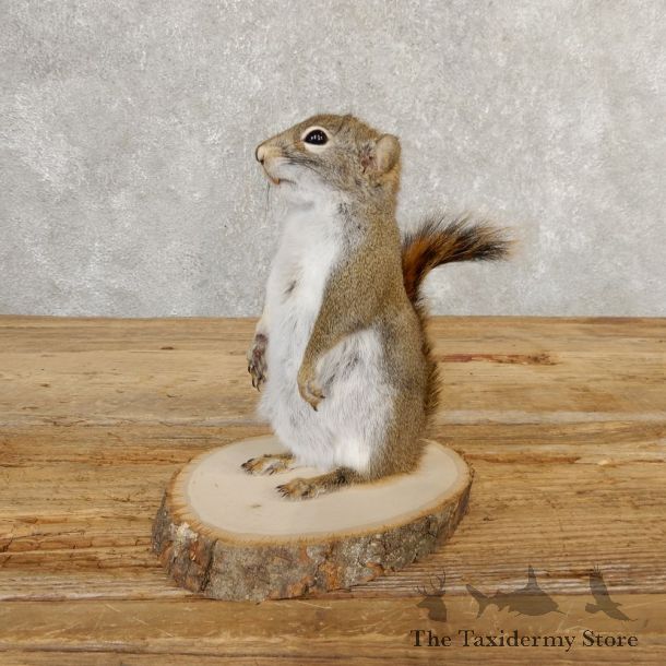 Red Squirrel Life-Size Mount For Sale #20756 @ The Taxidermy Store