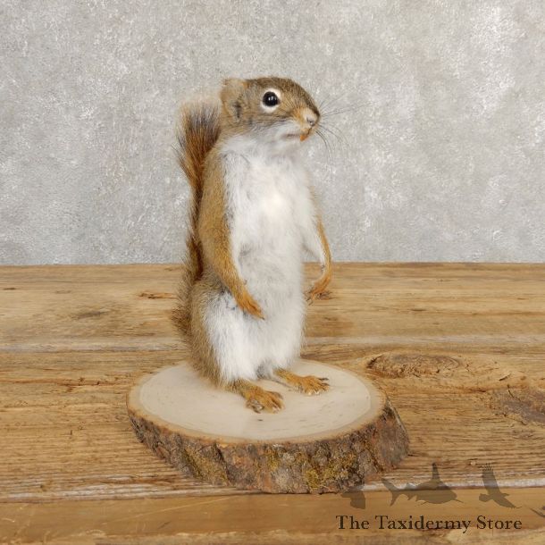 Red Squirrel Life-Size Mount For Sale #20757 @ The Taxidermy Store
