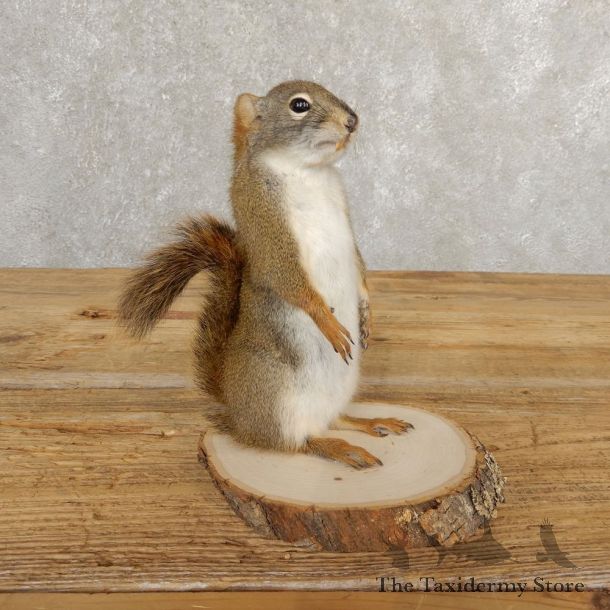 Red Squirrel Life-Size Mount For Sale #20758 @ The Taxidermy Store