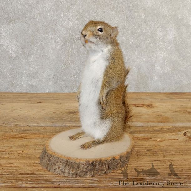 Red Squirrel Life-Size Mount For Sale #20759 @ The Taxidermy Store