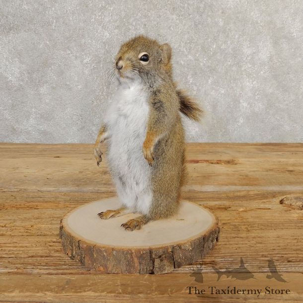 Red Squirrel Life-Size Mount For Sale #20760 @ The Taxidermy Store