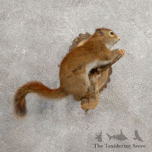 Red Squirrel Life-Size Mount For Sale #21027 @ The Taxidermy Store