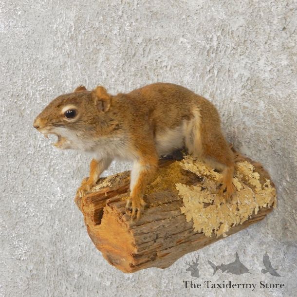 Red Squirrel Life-Size Mount For Sale #21165 @ The Taxidermy Store