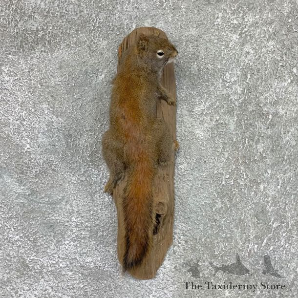 Red Squirrel Life-Size Mount For Sale #22461 @ The Taxidermy Store