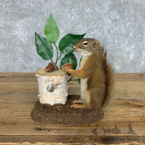 Red Squirrel Life-Size Mount For Sale #22603 @ The Taxidermy Store