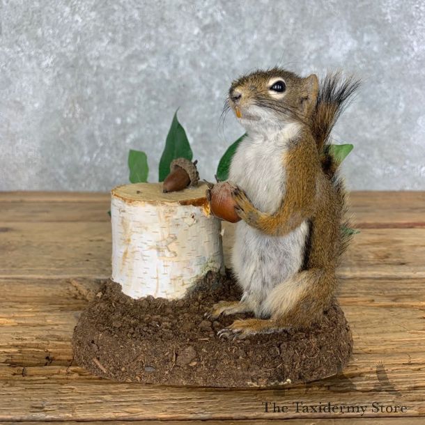 Red Squirrel Life-Size Mount For Sale #22604 @ The Taxidermy Store