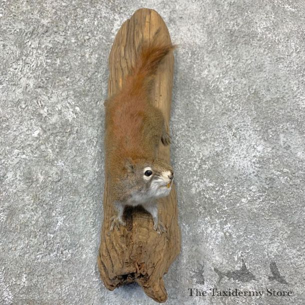 Red Squirrel Life-Size Mount For Sale #22954 @ The Taxidermy Store