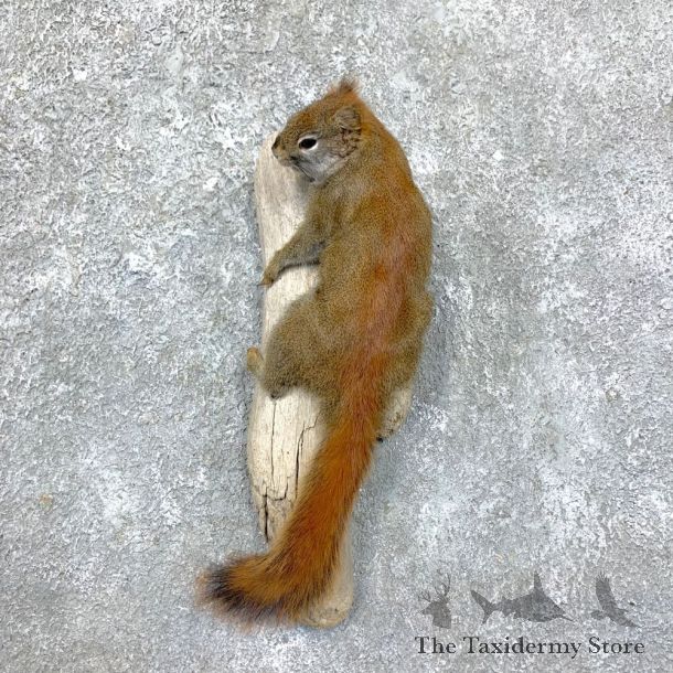 Red Squirrel Life-Size Mount For Sale #23580 @ The Taxidermy Store