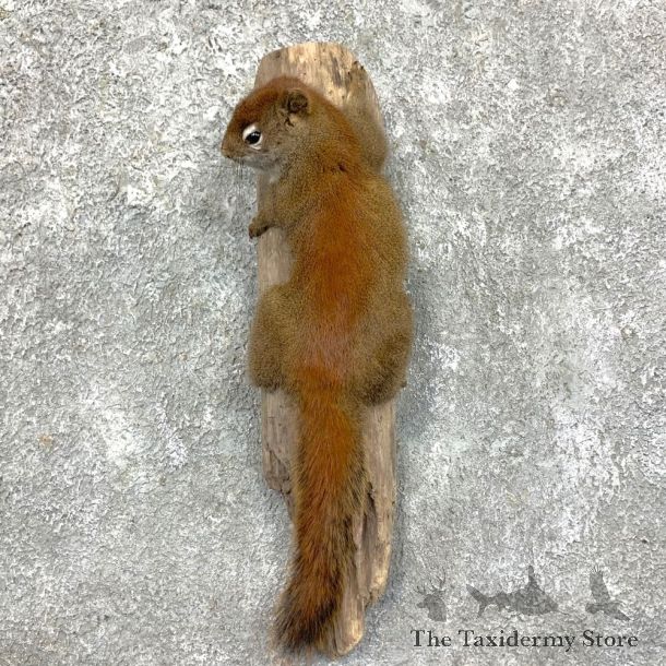 Red Squirrel Life-Size Mount For Sale #23581 @ The Taxidermy Store