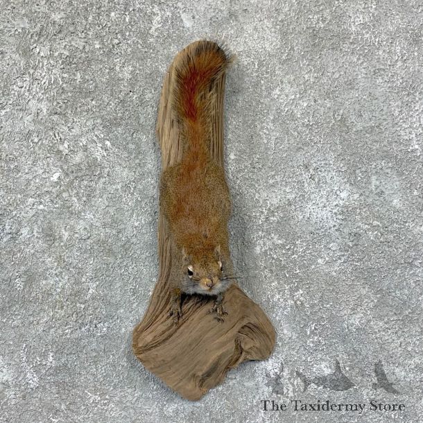 Red Squirrel Life-Size Taxidermy Mount For Sale #22950@ The Taxidermy Store