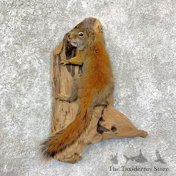 Red Squirrel Life-Size Taxidermy Mount For Sale #22952 @ The Taxidermy Store