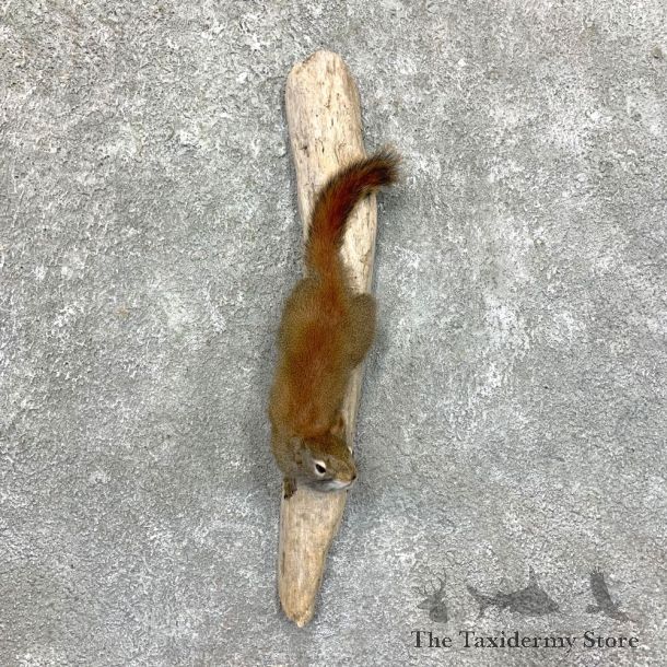 Red Squirrel Life-Size Taxidermy Mount For Sale #23578 @ The Taxidermy Store