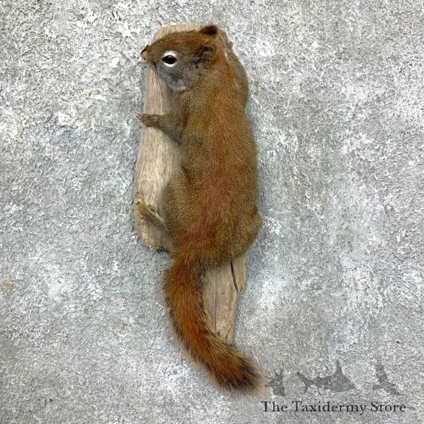 Red Squirrel Life-Size Taxidermy Mount For Sale #23579 @ The Taxidermy Store
