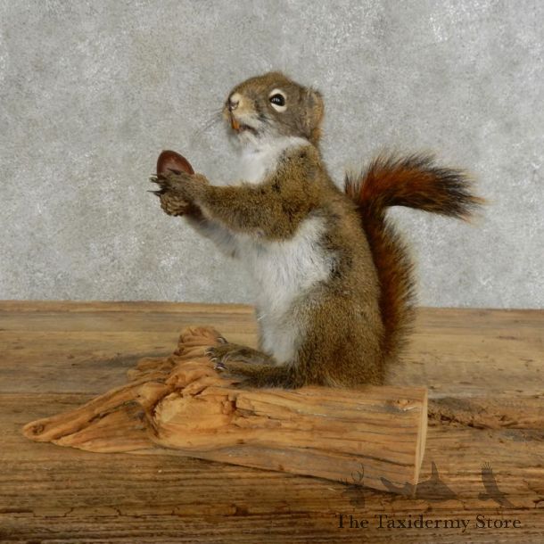 Red Squirrel & Acorn Mount For Sale #17210 @ The Taxidermy Store