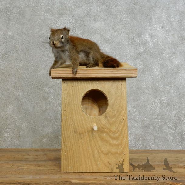 Red Squirrel & Birdhouse Mount For Sale #17196 @ The Taxidermy Store