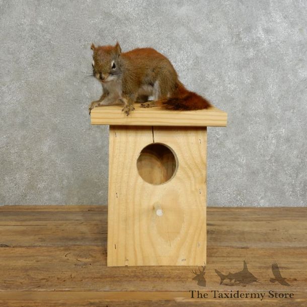 Red Squirrel & Birdhouse Mount For Sale #17197 @ The Taxidermy Store