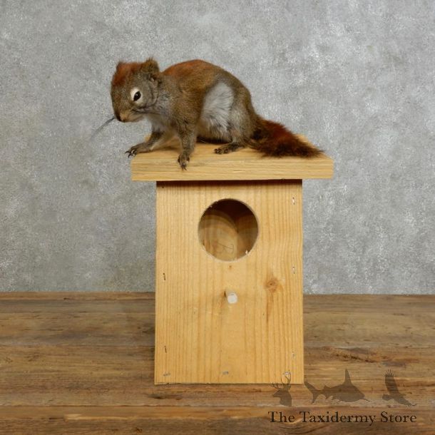 Red Squirrel & Birdhouse Mount For Sale #17198 @ The Taxidermy Store