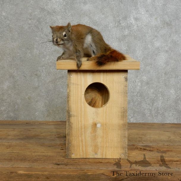 Red Squirrel & Birdhouse Mount For Sale #17199 @ The Taxidermy Store