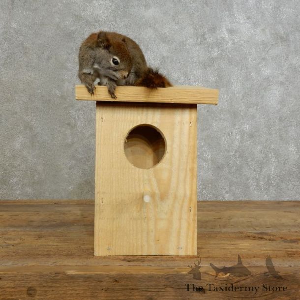 Red Squirrel & Birdhouse Mount For Sale #17200 @ The Taxidermy Store