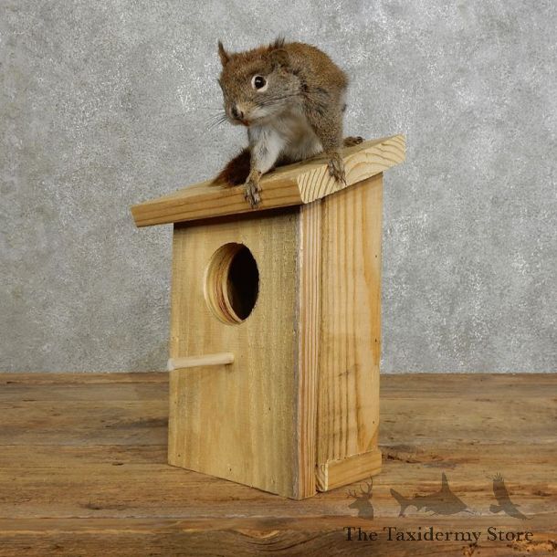 Red Squirrel & Birdhouse Mount For Sale #17201 @ The Taxidermy Store