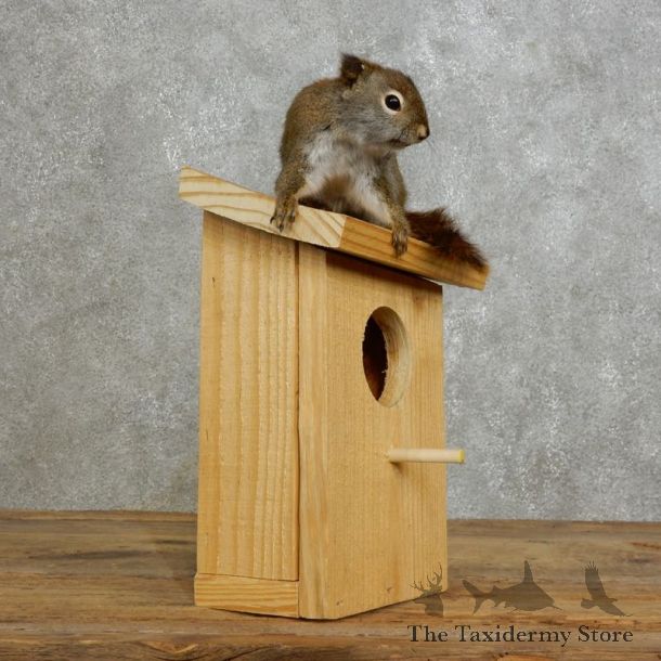 Red Squirrel & Birdhouse Mount For Sale #17202 @ The Taxidermy Store