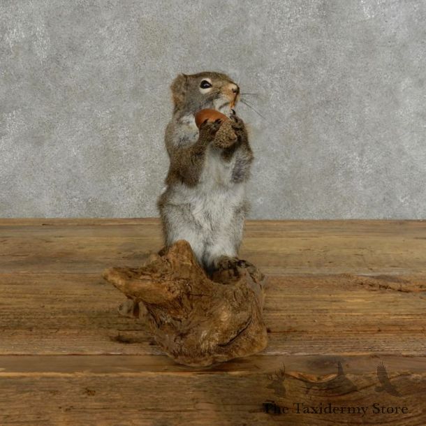 Red Squirrel & Acorn Mount For Sale #17205 @ The Taxidermy Store