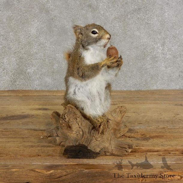 Red Squirrel & Acorn Mount For Sale #17206 @ The Taxidermy Store