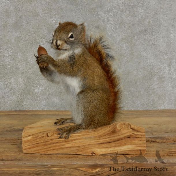 Red Squirrel & Acorn Mount For Sale #17207 @ The Taxidermy Store