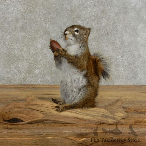 Red Squirrel & Acorn Mount For Sale #17208 @ The Taxidermy Store