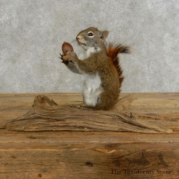 Red Squirrel & Acorn Mount For Sale #17209 @ The Taxidermy Store