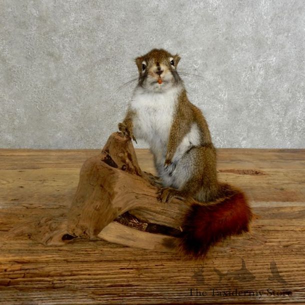 Red Squirrel Life-Size Mount For Sale #17226 @ The Taxidermy Store