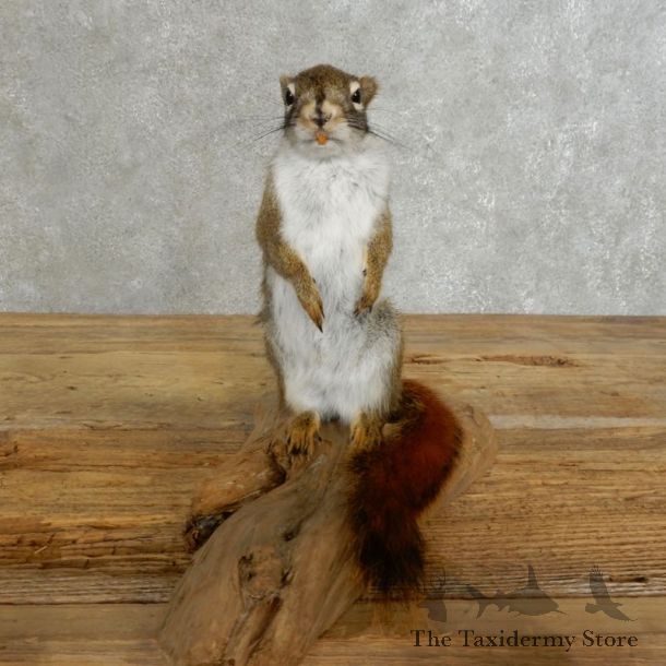 Red Squirrel Life-Size Mount For Sale #17227 @ The Taxidermy Store