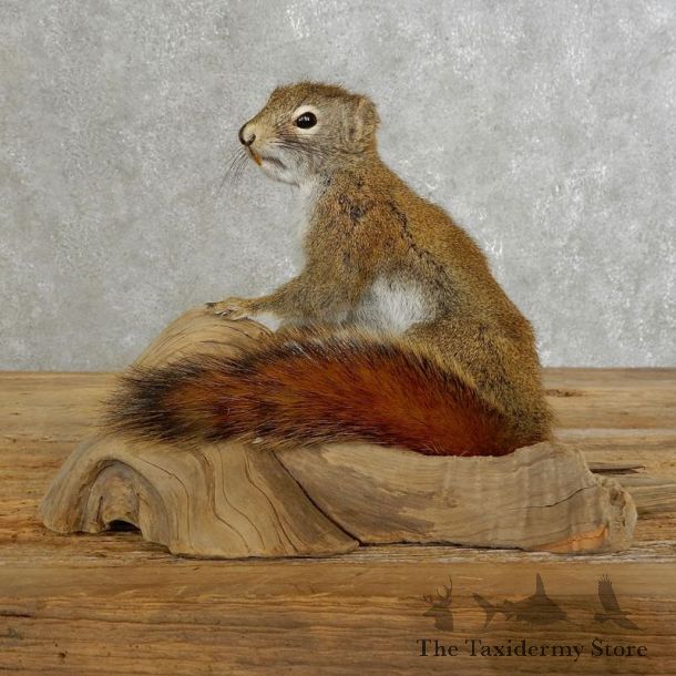 Red Squirrel Life-Size Mount For Sale #17228 @ The Taxidermy Store