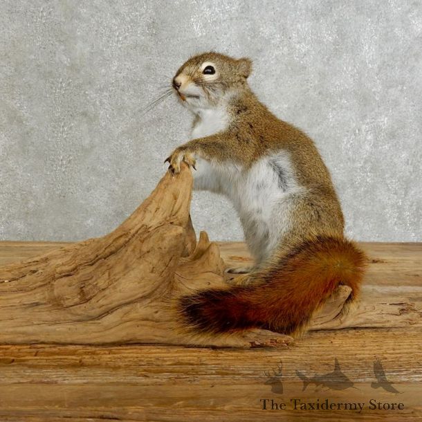 Red Squirrel Life-Size Mount For Sale #17229 @ The Taxidermy Store