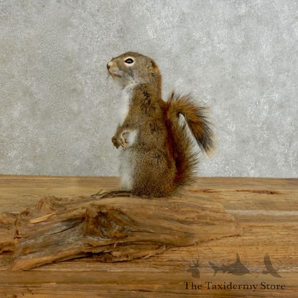 Red Squirrel Life-Size Mount For Sale #17230 @ The Taxidermy Store