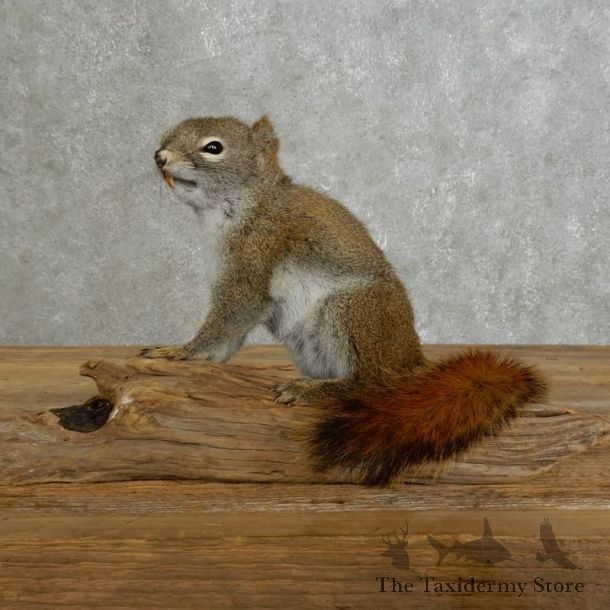 Red Squirrel Life-Size Mount For Sale #17231 @ The Taxidermy Store