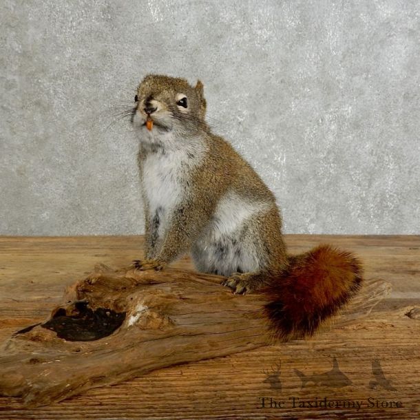Red Squirrel Life-Size Mount For Sale #17232 @ The Taxidermy Store