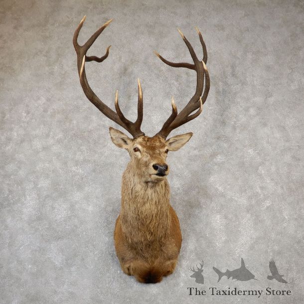 Red Stag Shoulder Mount For Sale #19992 @ The Taxidermy Store