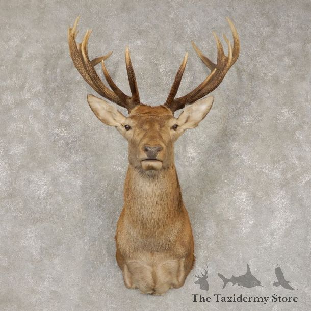 Red Stag Shoulder Mount For Sale #21415 @ The Taxidermy Store