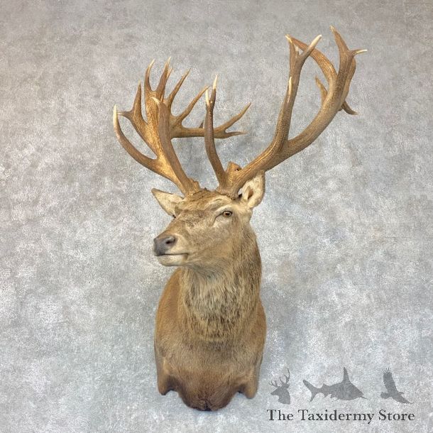 Red Stag Shoulder Mount For Sale #22770 @ The Taxidermy Store