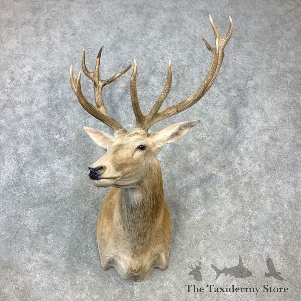 Red Stag Shoulder Mount For Sale #23299 @ The Taxidermy Store