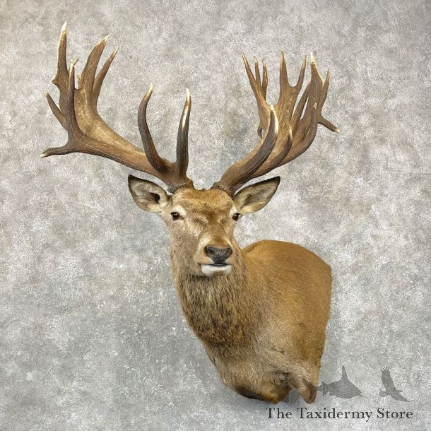 Red Stag Shoulder Mount For Sale #24985 @ The Taxidermy Store