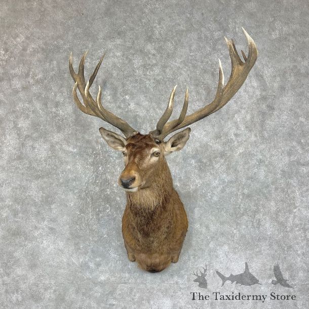 Red Stag Shoulder Mount For Sale #25280 @ The Taxidermy Store