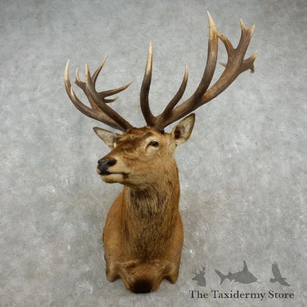 Red Stag Shoulder Mount For Sale #17357 @ The Taxidermy Store