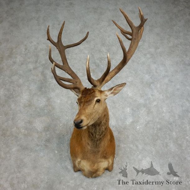 Red Stag Shoulder Mount For Sale #17652 @ The Taxidermy Store