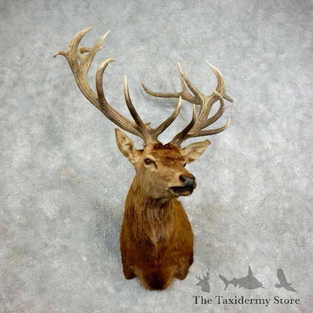Red Stag Shoulder Mount For Sale #17704 @ The Taxidermy Store