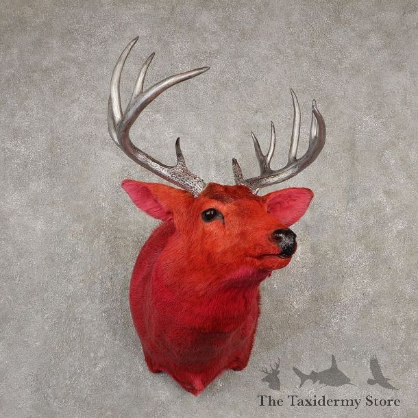 Legendermy Red Whitetail Deer Shoulder Mount For Sale #20516 @ The Taxidermy Store