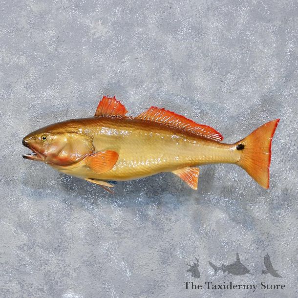 RedFish Red Drum Mount #10368 For Sale @ The Taxidermy Store