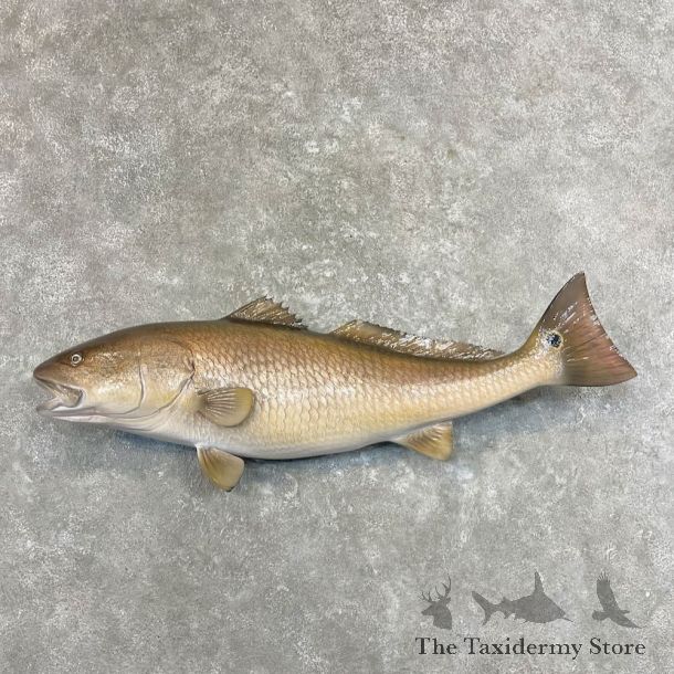 Redfish Fish Mount For Sale #27702 - The Taxidermy Store